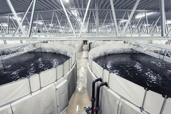 室内水泥池循环水养殖比目鱼