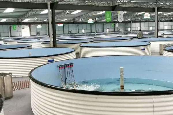 集约化工厂化循环水养殖是中国水产养殖发展之路