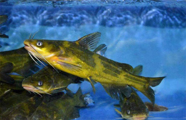 黄颡鱼循环水养殖方案设计