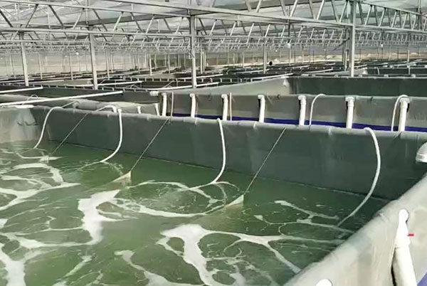 增氧机在工厂化室内水产养殖中的用处