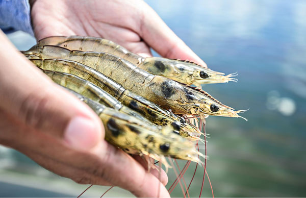 南美白对虾工厂化循环水养殖系统的优势你究竟了解多少?