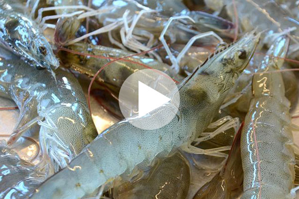 工厂化室内循环水养殖对虾视频
