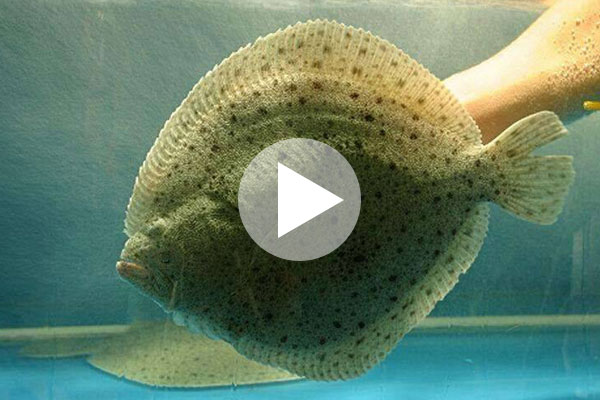 大鳞鲆（多宝鱼）工厂化循环水养殖视频