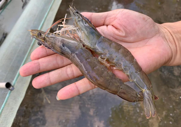 虾类养殖中常见的镰刀菌病问题介绍